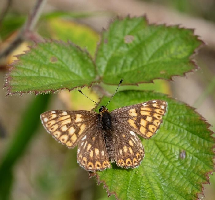Duke of Burgundy - Dee Cullen Duke of Burgundy - Dee Cullen