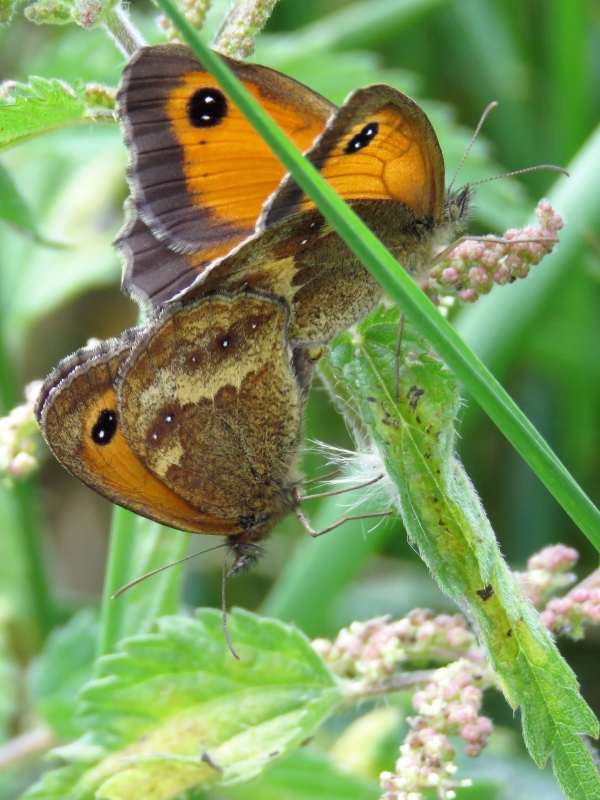 Gatekeepers mating - Chris Barnes Gatekeepers mating - Chris Barnes