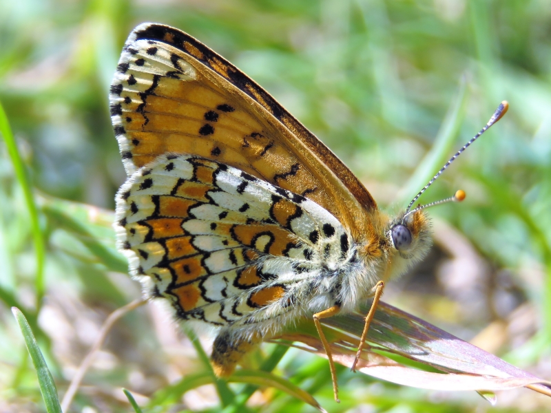 Glanville Fritillary - Chris Barnes