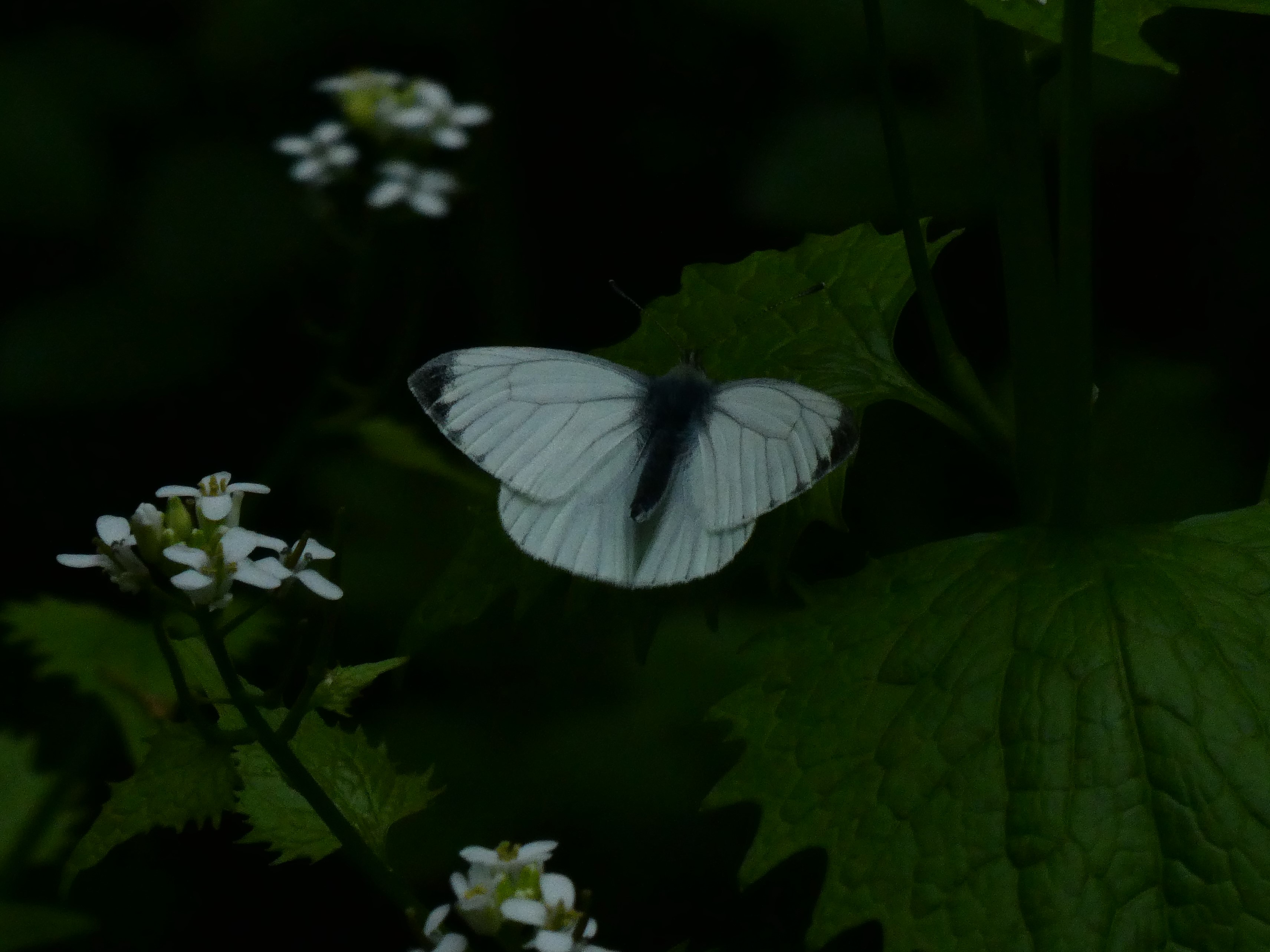 Green-veined White - Peter Clarke Green-veined White - Peter Clarke