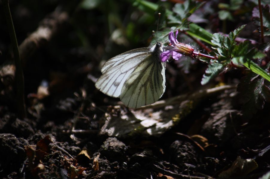 Green-veined White - Ian Flack Green-veined White - Ian Flack