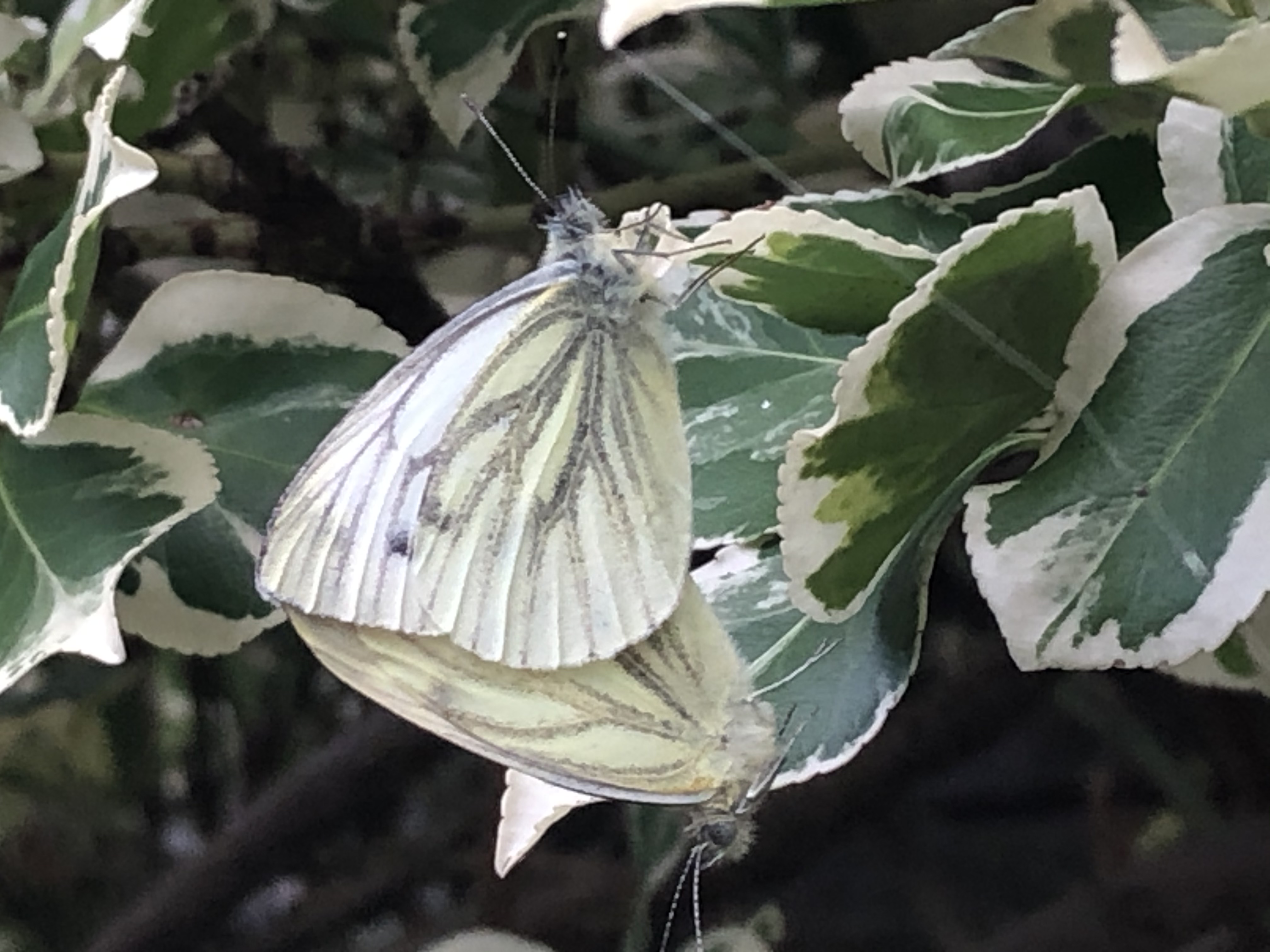 Green-veined Whites - Malcolm Hull Green-veined Whites - Malcolm Hull