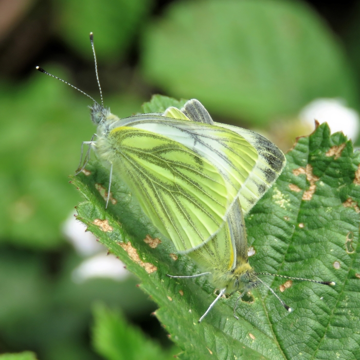 Green-veined Whites mating - Chris Barnes Green-veined Whites - Chris Barnes