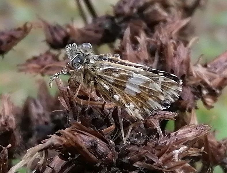 Grizzled Skipper - Andrew Wood Grizzled Skipper - Andrew Wood