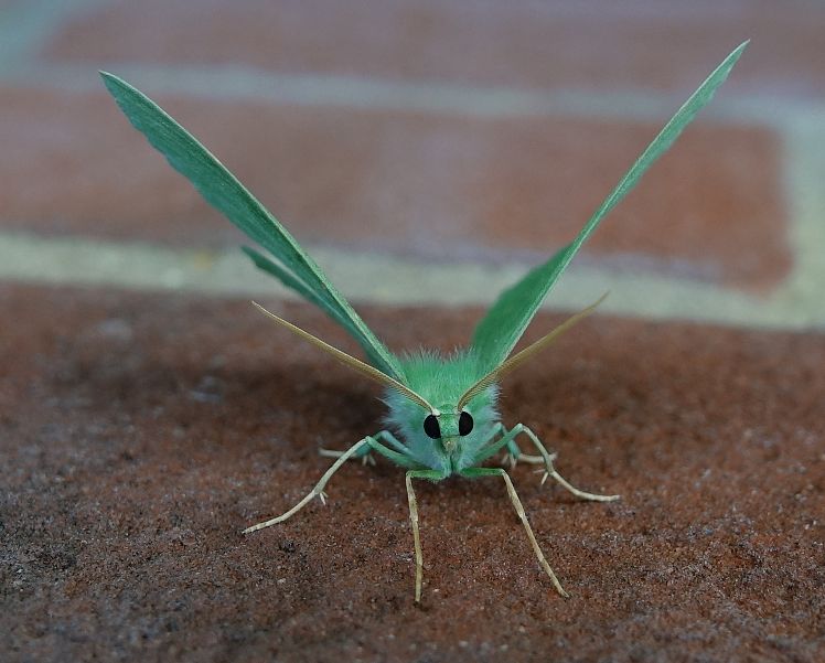 Large Emerald - Andrew Wood