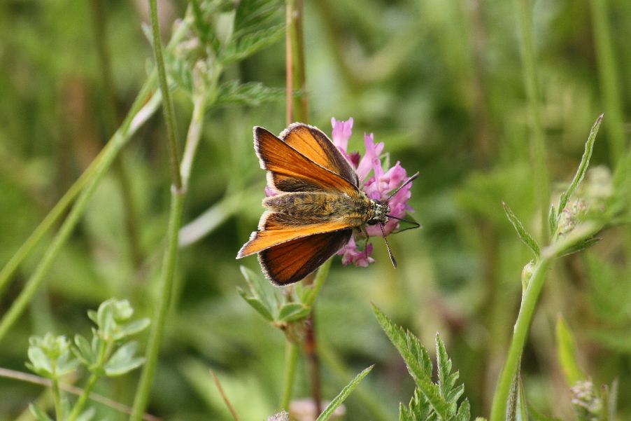 Large Skipper - Ian Flack Large Skipper - Ian Flack
