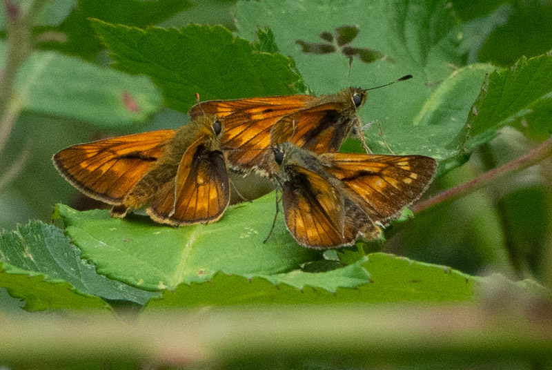 Large Skippers - Keith Winch Large Skippers - Keith Winch