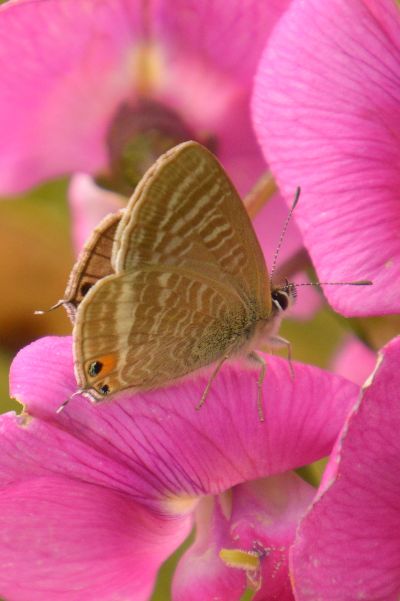 Long-tailed Blue - Peter Fewell Long-tailed Blue - Peter Fewell