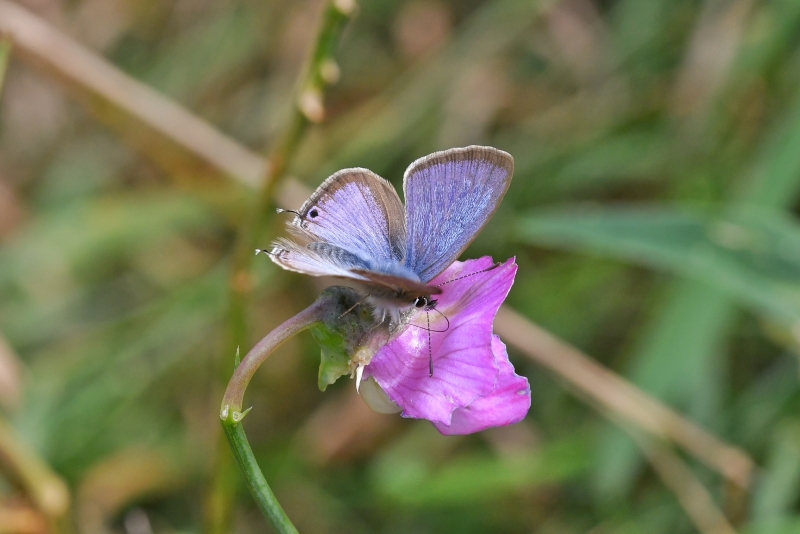 Common Blue - Matt Lilley Common Blue - Matt Lilley