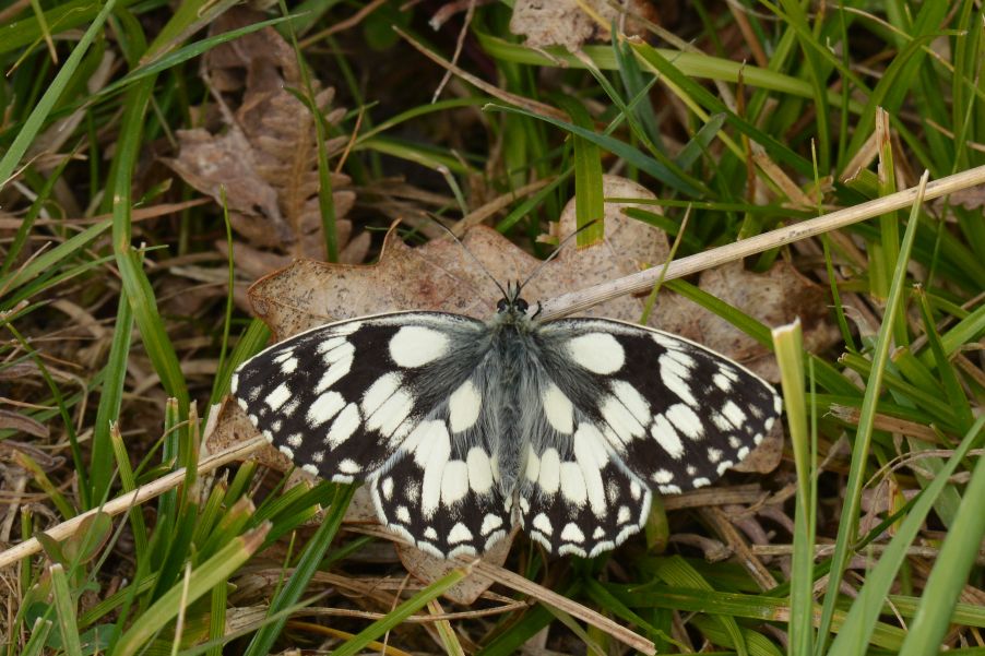 Marbled White - Chris Newman Marbled White - Chris Newman