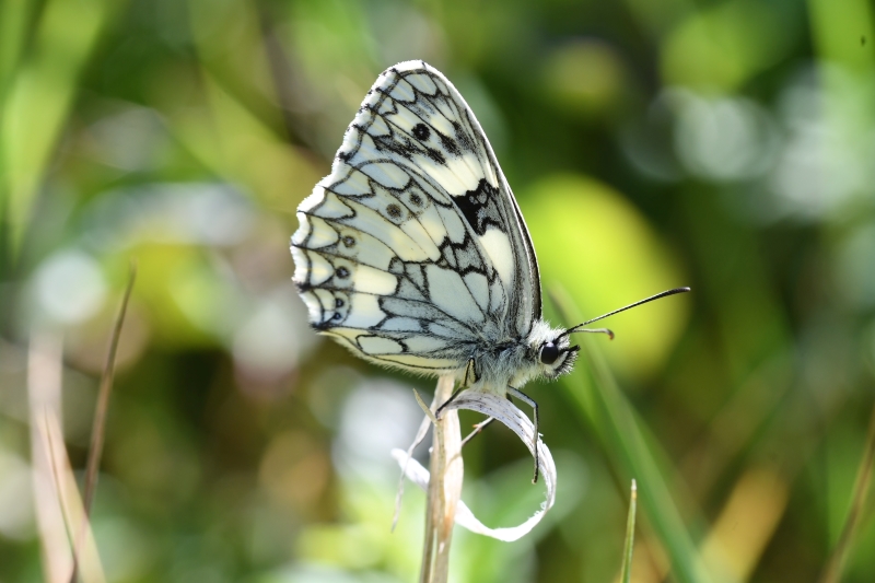 Marbled White - Matt Lilley Marbled White - Matt Lilley