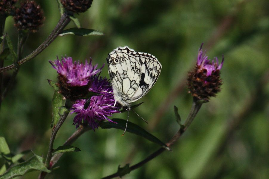 Marbled White - Ian Flack Marbled White - Ian Flack