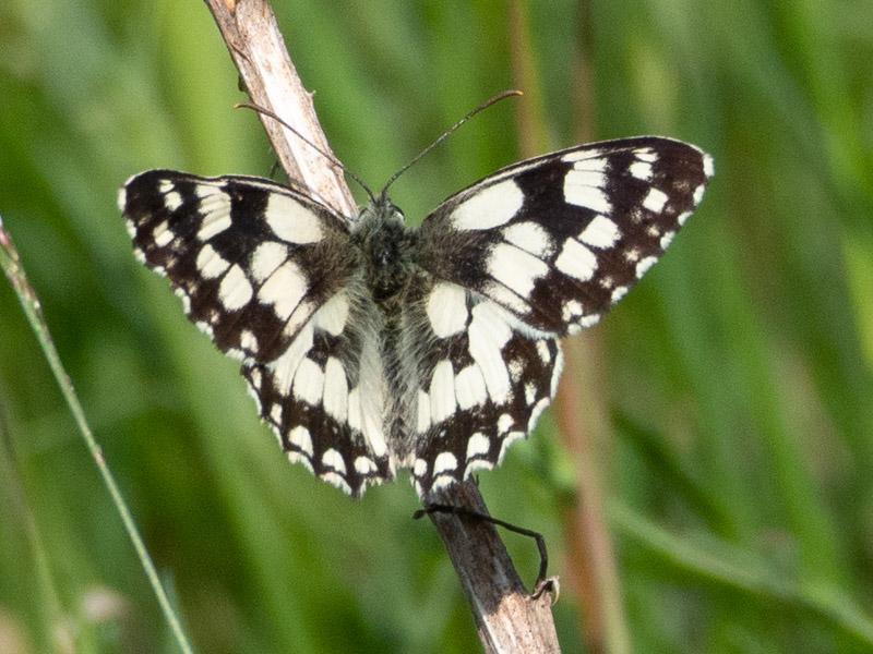 Marbled White - Keith Winch Marbled White - Keith Winch