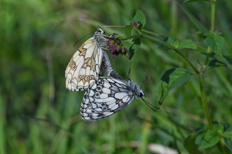 Marbled Whites copulating - Matt Lilley Marbled Whites copulating - Matt Lilley
