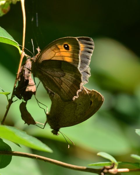 Meadow Brown pair - Chris Newman Meadow Brown pair - Chris Newman