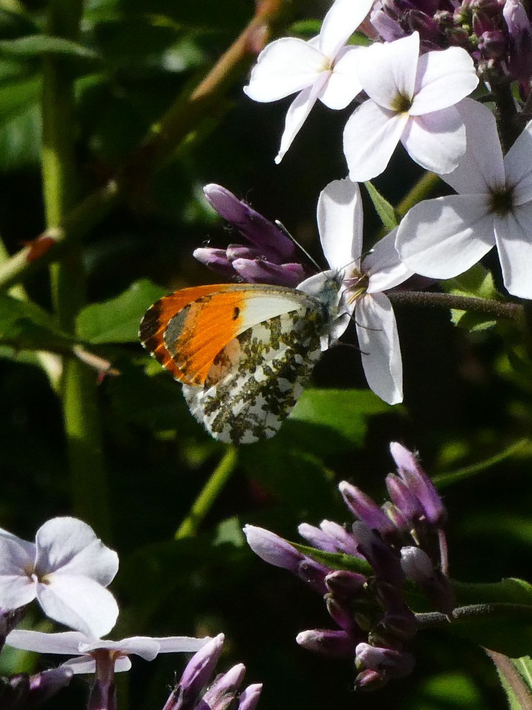 Orange-tip - Peter Clarke Orange-tip - Peter Clarke