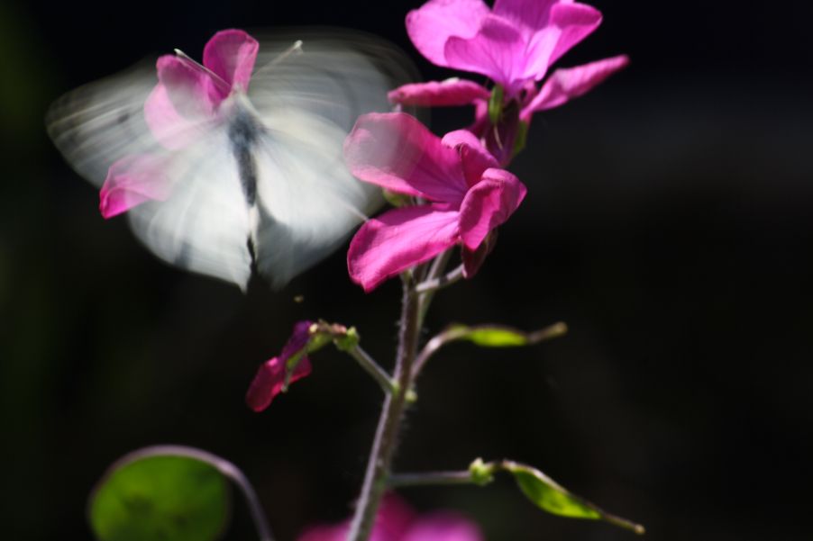 Orange-tip - Ian Flack