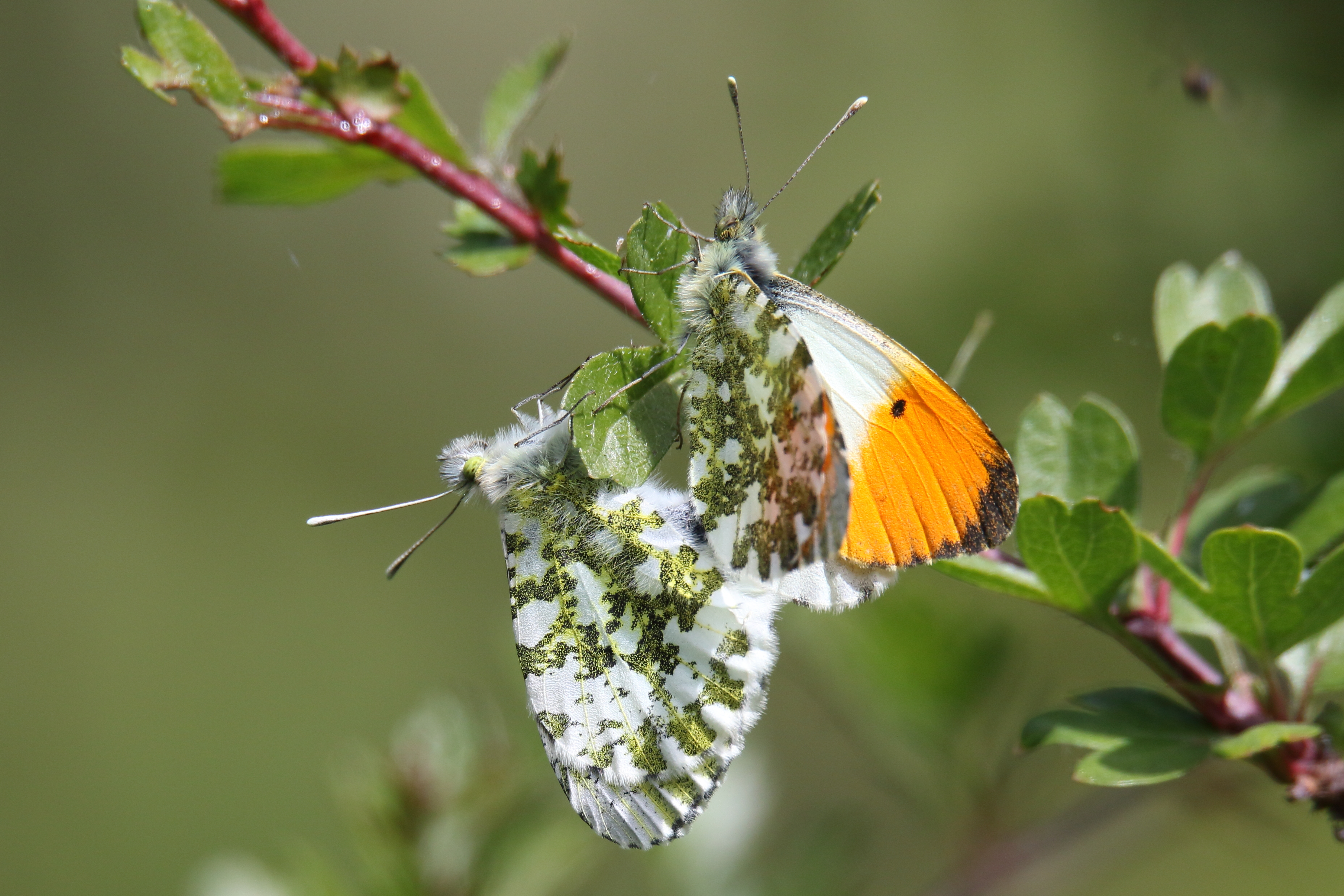 Orange-tips - Haydn Matthews Orange-tips - Haydn Matthews