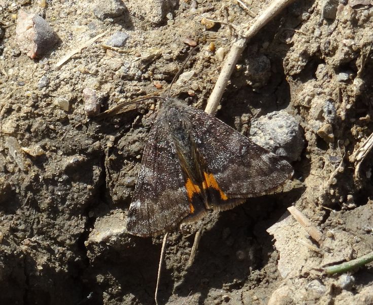 Orange Underwing - Andrew Wood Orange Underwing - Andrew Wood