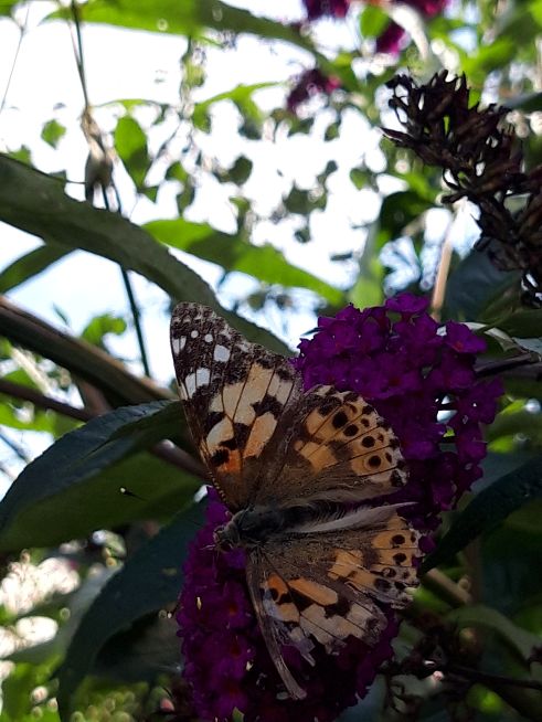 Painted Lady - Candida Doyle Painted Lady - Candida Doyle