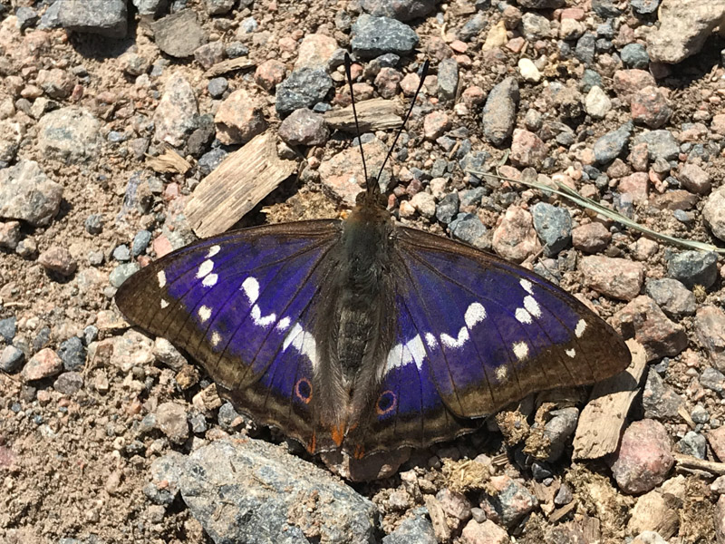 Purple Emperor - Keith Winch Purple Emperor - Keith Winch