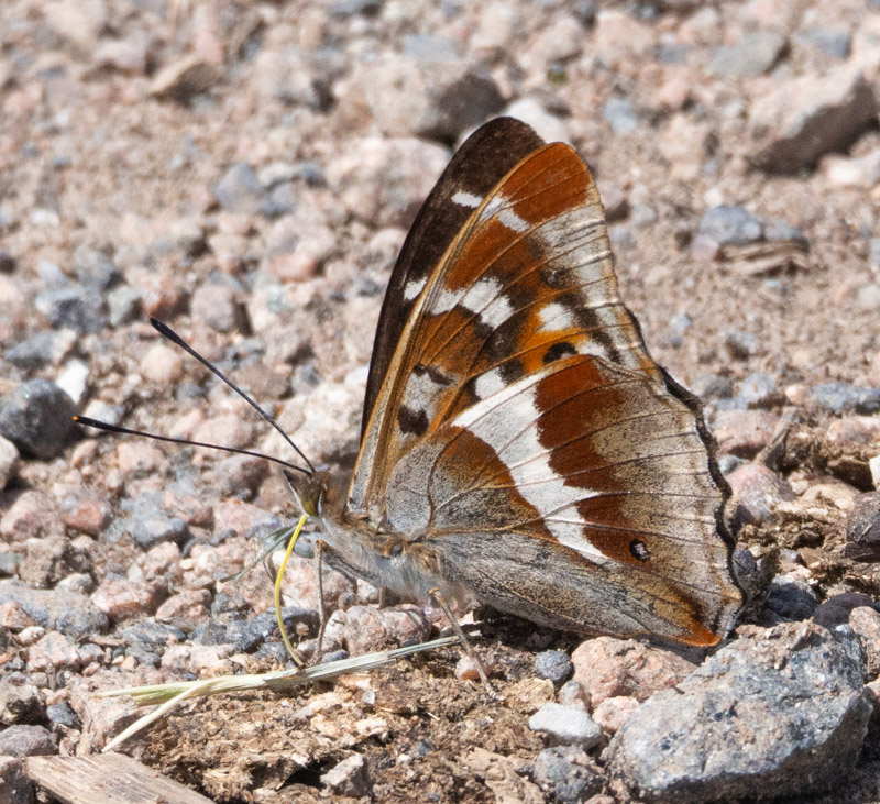 Purple Emperor - Keith Winch Purple Emperor - Keith Winch