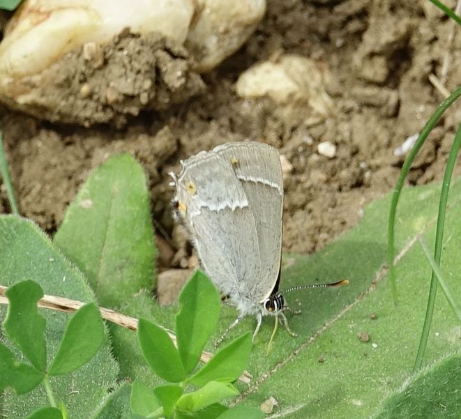 PurpleHairstreak - Andrew Wood PurpleHairstreak - Andrew Wood