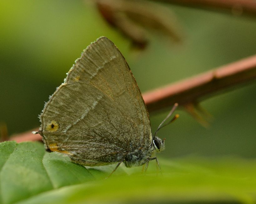 Purple Hairstreak - Chris Newman Purple Hairstreak - Chris Newman