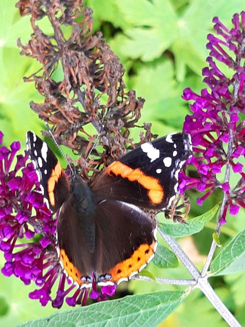 Red Admiral - Candida Doyle Red Admiral - Candida Doyle