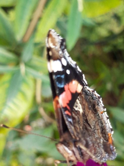 Red Admiral - Candida Doyle Red Admiral - Candida Doyle
