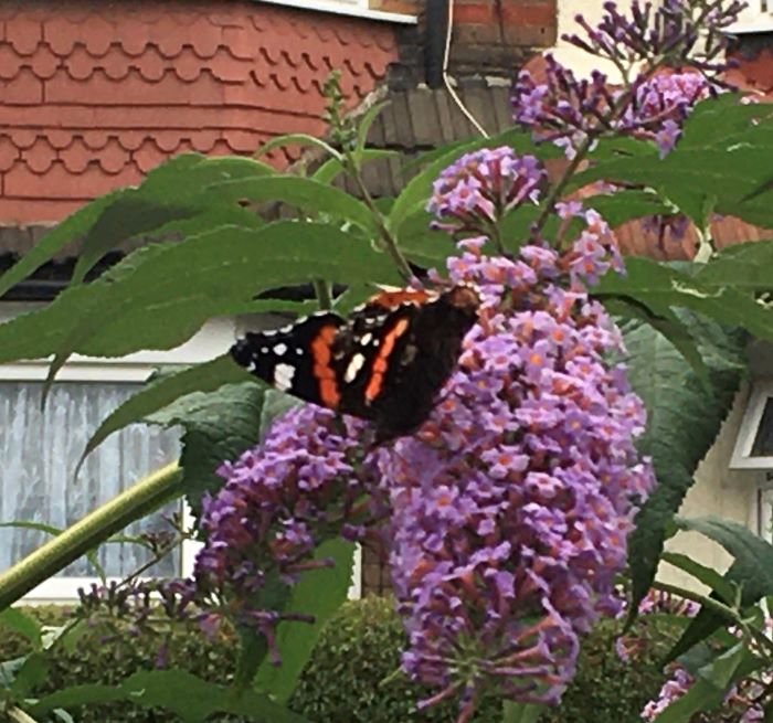 Red Admiral - Corinne Stevenson Red Admiral - Corinne Stevenson