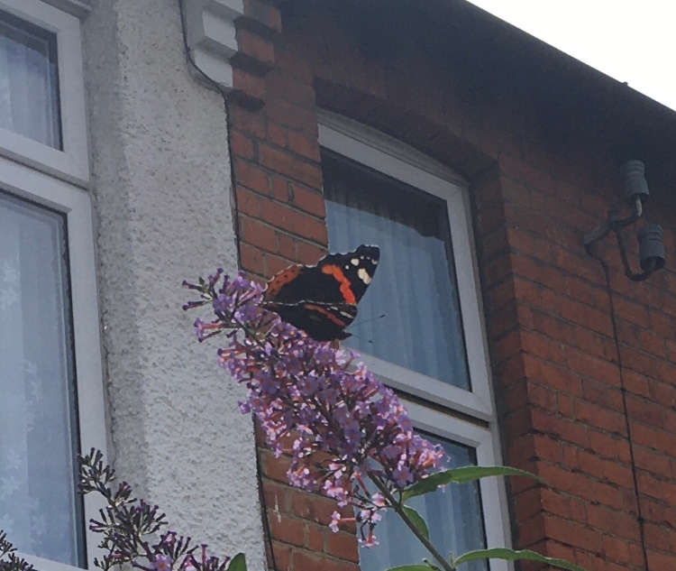Red Admiral - Corinne Stevenson Red Admiral - Corinne Stevenson
