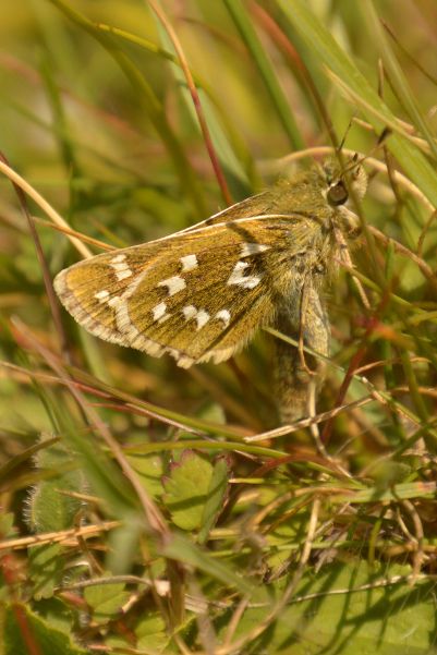 Silver-spotted Skipper - Peter Fewell Silver-spotted Skipper - Peter Fewell