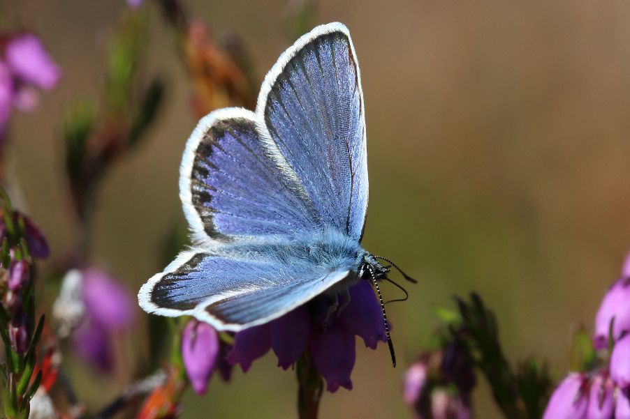 Silver-studded Blue - Haydn Matthews Silver-studded Blue - Haydn Matthews