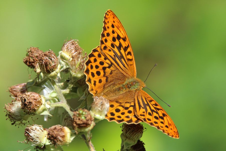 Silver-washed Fritillary - Haydn Matthews Silver-washed Fritillary - Haydn Matthews