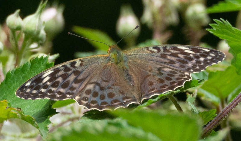 Silver-washed Fritillary valesina- Keith Winch Silver-washed Fritillary valesina - Keith Winch