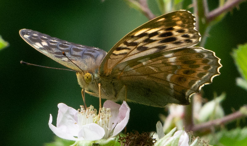 Silver-washed Fritillary valesina - Keith Winch Silver-washed Fritillary valesina - Keith Winch