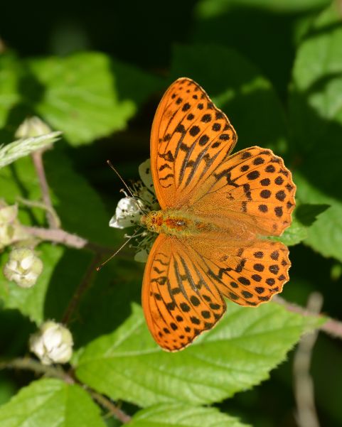 Silver-washed Fritillary - Chris Newman Silver-washed Fritillary - Chris Newman