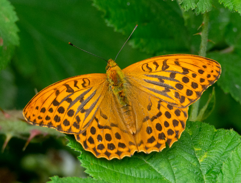 Silver-washed Fritillary - Keith Winch Silver-washed Fritillary - Keith Winch