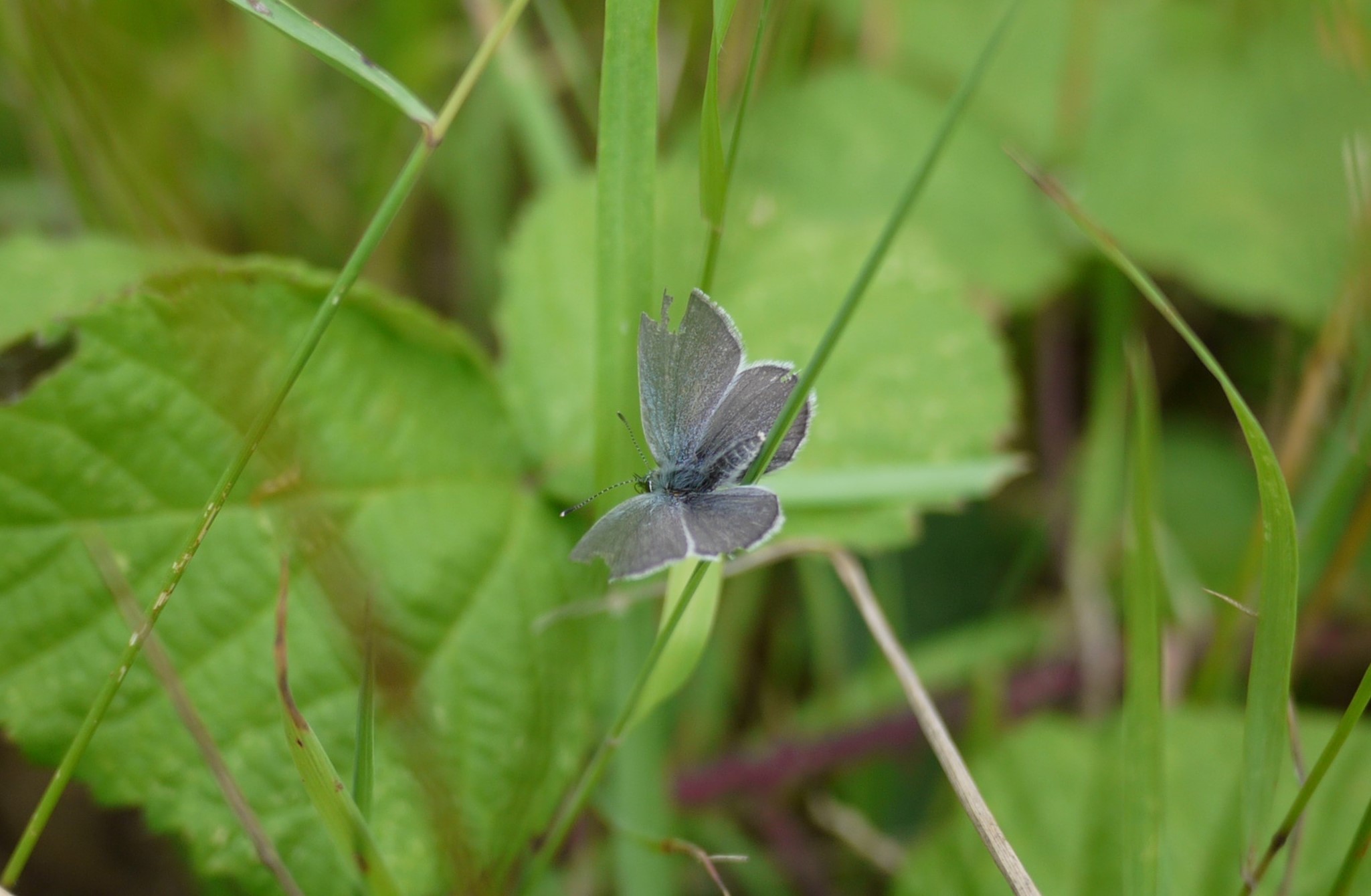 Small Blue - Lucy Claxton Small Blue - Lucy Claxton