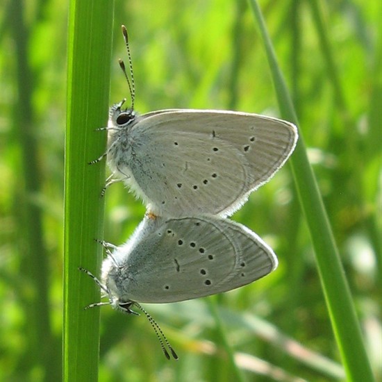 Small Blues mating - Chris Barnes Small Blues - Chris Barnes