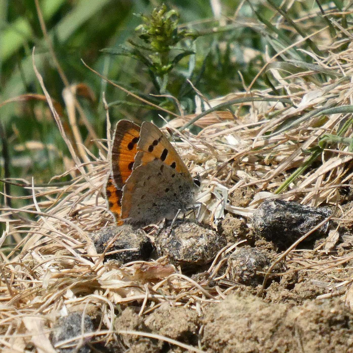 Small Copper on deer droppings - Peter Clarke Small Copper on deer droppings - Peter Clarke