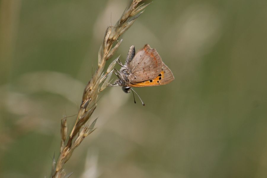 Small Copper - Ian Flack Small Copper - Ian Flack