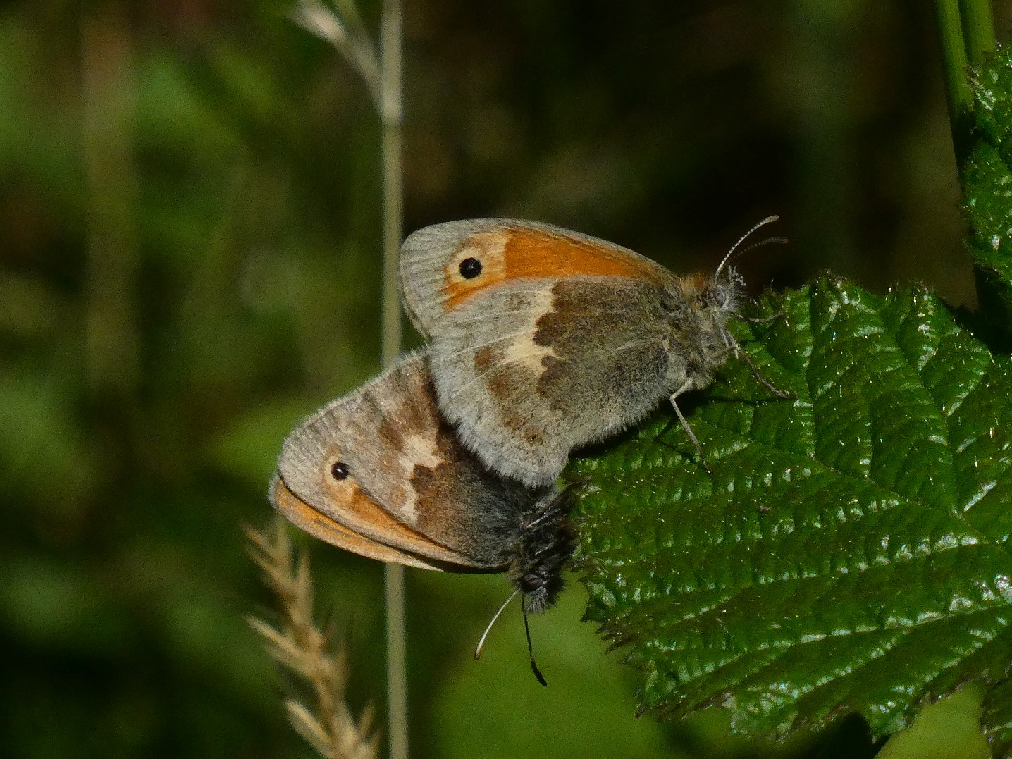 Small Heath pair - Peter Clarke Small Heath pair - Peter Clarke