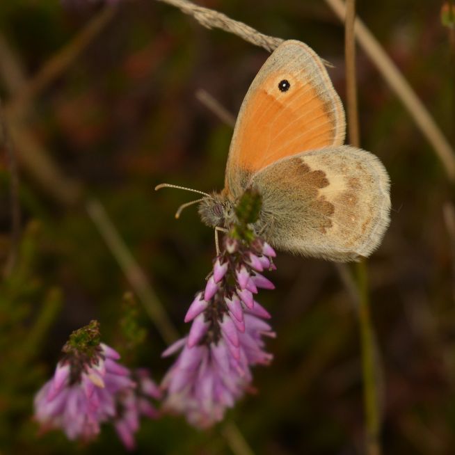 Small Heath - Chris Newman Small Heath - Chris Newman