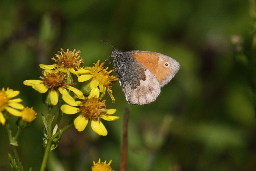 Small Heath - Ian Flack Small Heath - Ian Flack