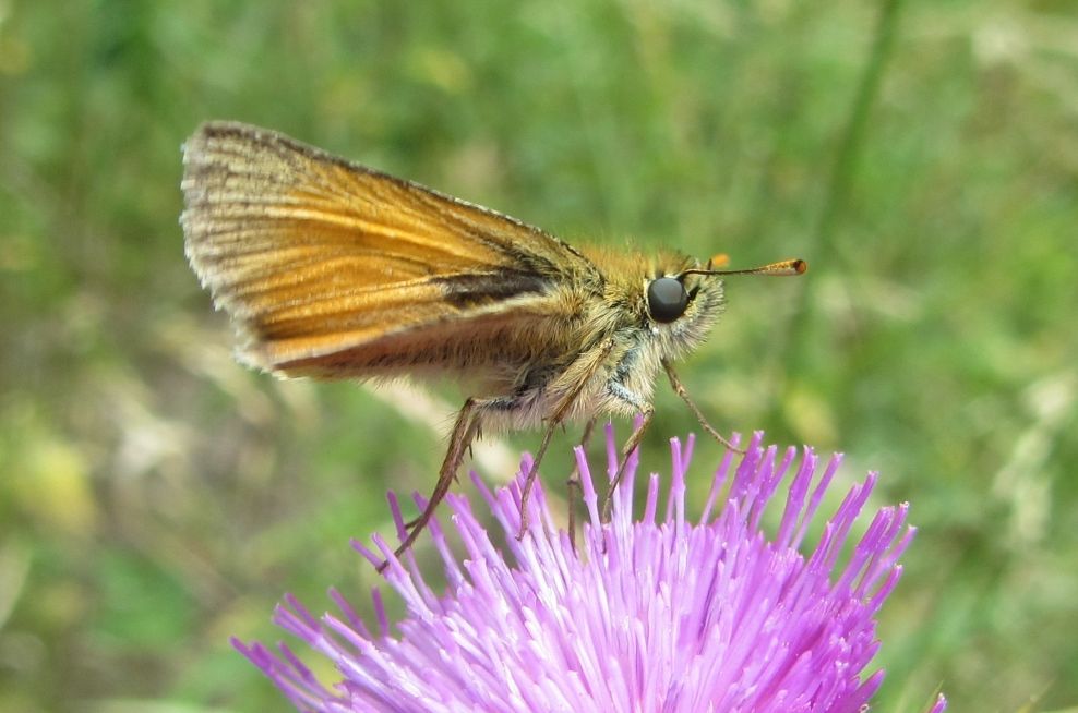 Small Skipper - Chris Hilling Small Skipper - Chris Hilling