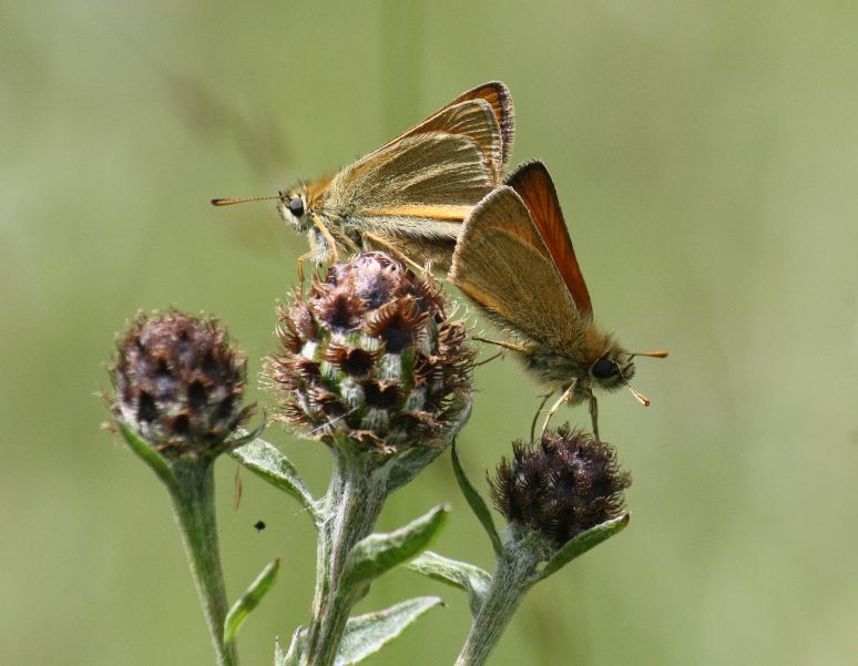 Small Skippers mating - Ian Flack Small Skippers mating - Ian Flack
