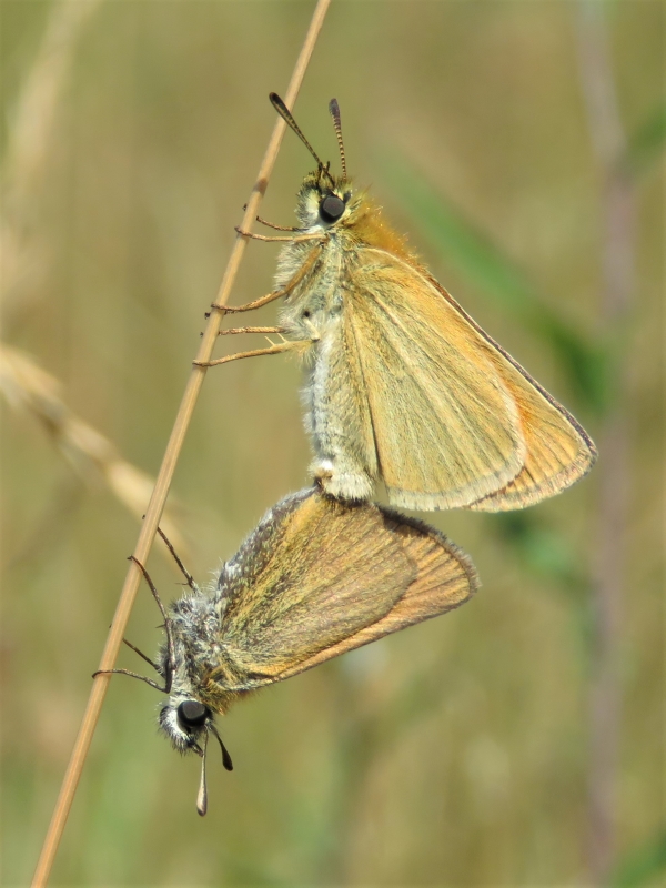 Small Skippers mating - Chris Barnes Small Skippers - Chris Barnes