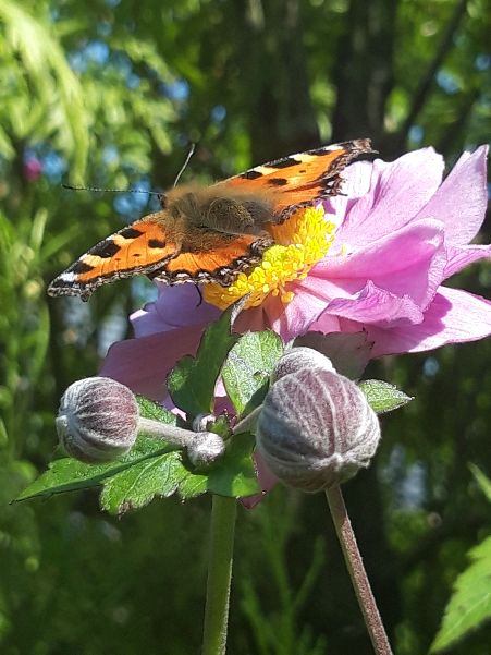Small Tortoiseshell - Candida Doyle Small Tortoiseshell - Candida Doyle